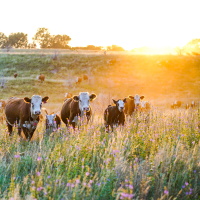 Nebraska