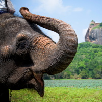Sri Lanka (TH)