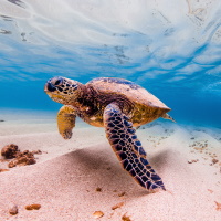 Hawaii