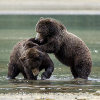 Kodiak